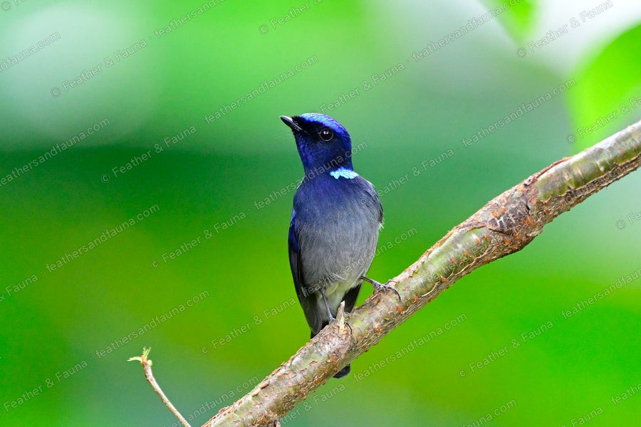 Male Small Niltava facing forward on a diagonal branch, blue with a grey belly.