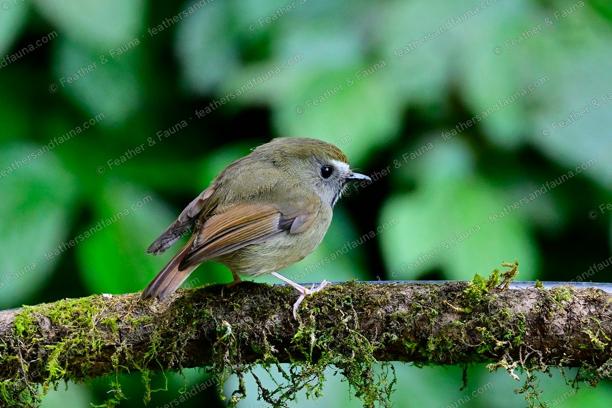 Female Snowy-browed Flycatcher, olive-brown with rufous wing edges, on a mossy branch.