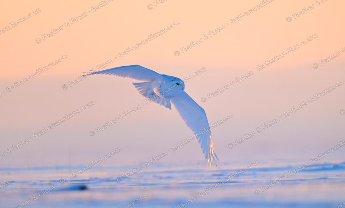 White Snowy Owl flying low over snow at sunset, wings cupped.