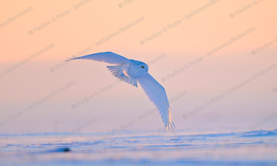 White Snowy Owl flying low over snow at sunset, wings cupped.