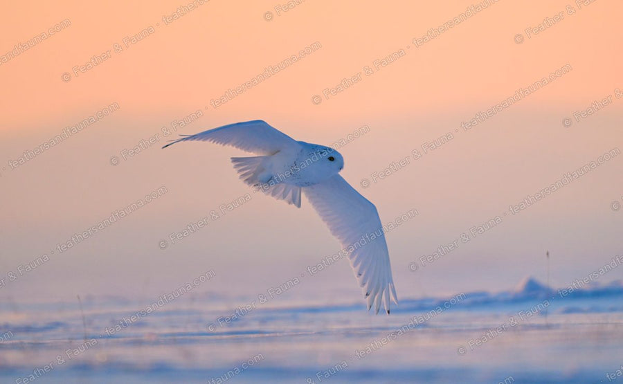 Snowy Owl in flight over snow at dusk, sky washed orange and blue.