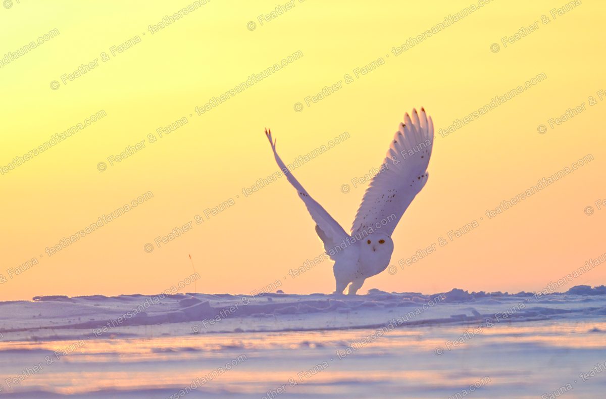 Snowy Owl taking off from snow at dawn, wings raised, pastel sky.