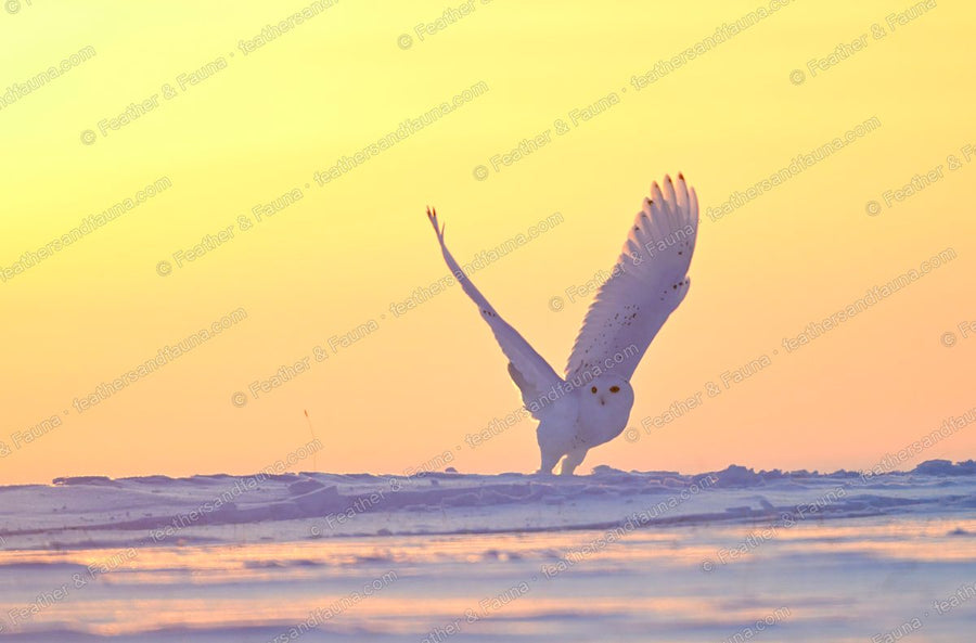 Snowy Owl taking off from snow at dawn, wings raised, pastel sky.