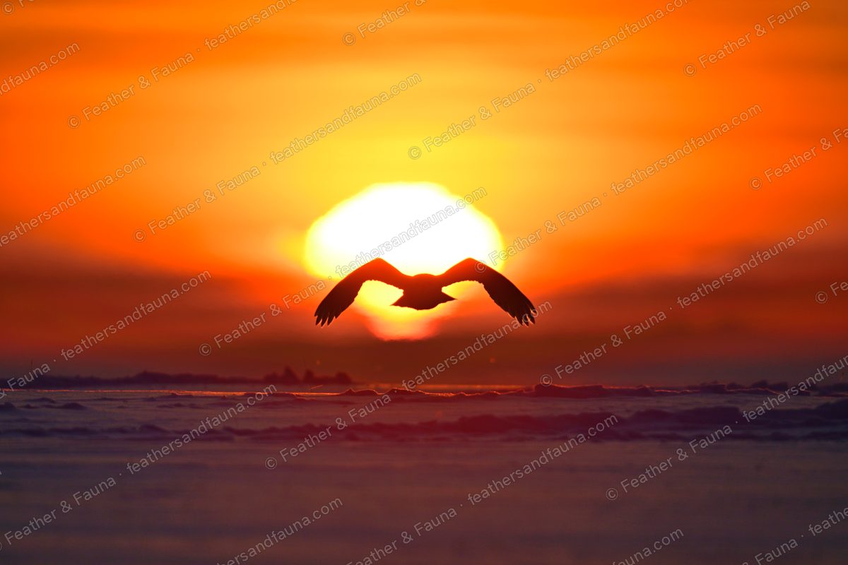 Silhouette of a Snowy Owl in flight across a huge orange rising sun over snow.