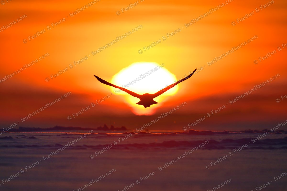 Snowy Owl silhouetted in flight against a blazing sunrise over snow.