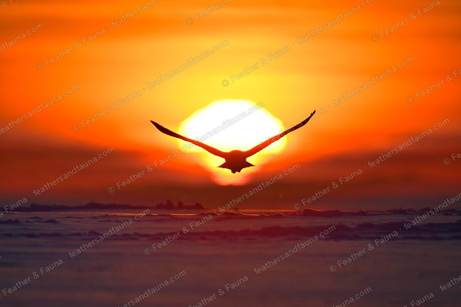 Snowy Owl silhouetted in flight against a blazing sunrise over snow.