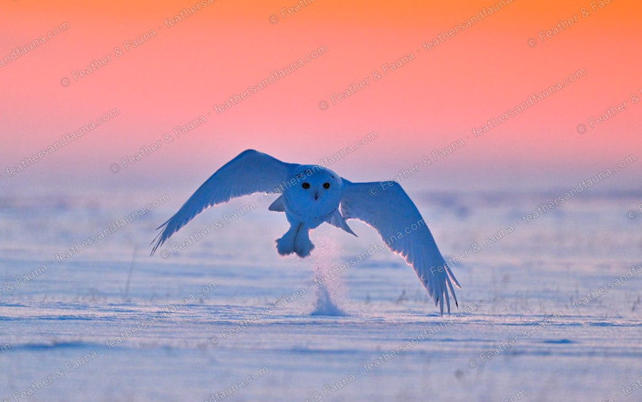 Snowy Owl flying head-on low over snow at dusk, wings spread wide.