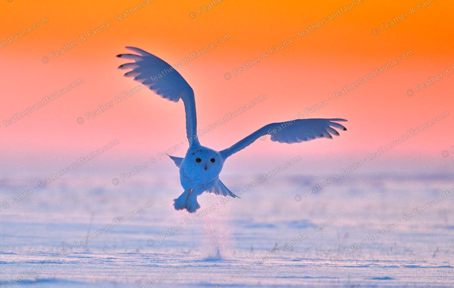 Snowy Owl in flight against a glowing orange sky over snow.