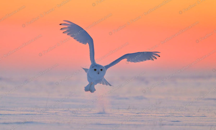 Snowy Owl flying head-on with wings raised against a pastel orange sky.