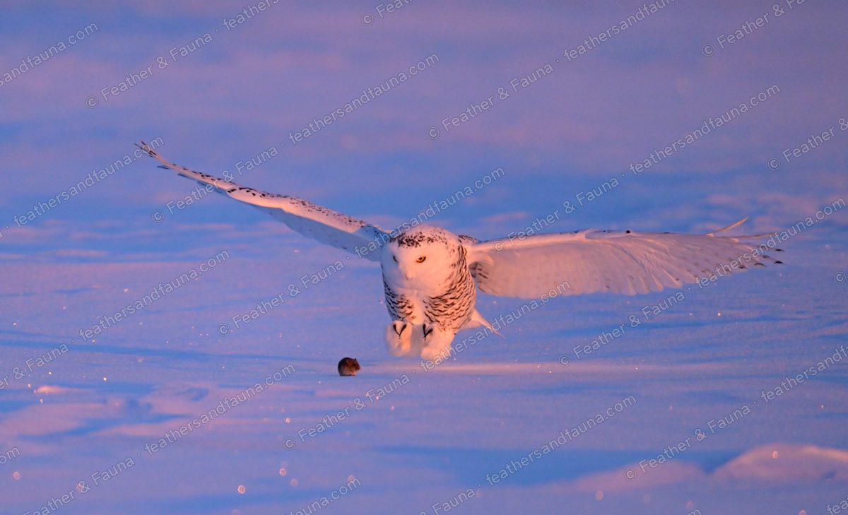 Snowy Owl swooping toward prey on snow, wings raised, in pink dawn light.