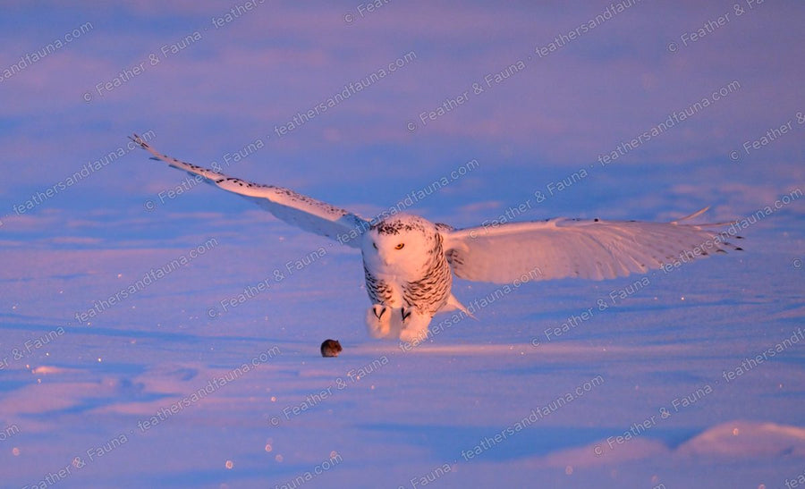 Snowy Owl swooping toward prey on snow, wings raised, in pink dawn light.
