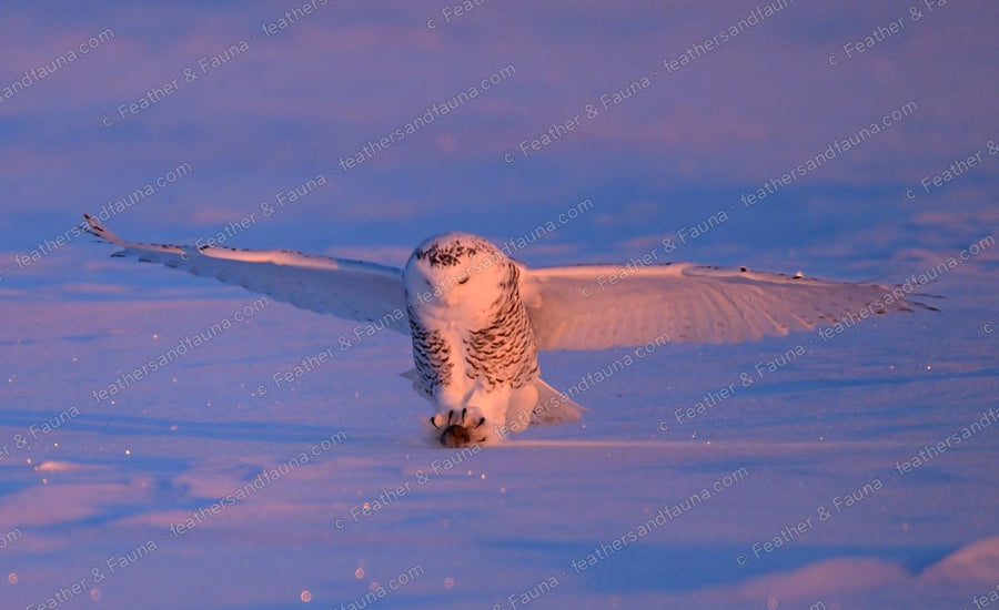Snowy Owl pouncing on prey in the snow with wings spread flat.