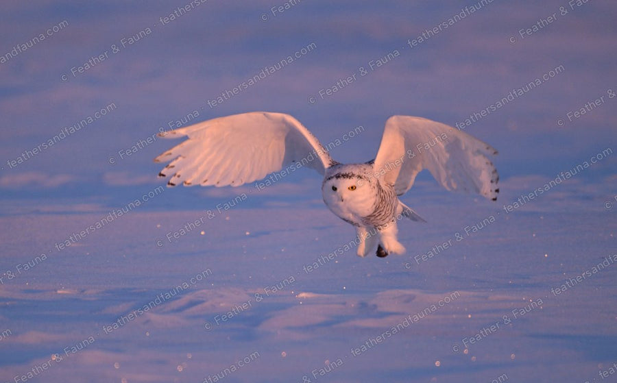 Snowy Owl flying head-on low over snow with wings raised, yellow eyes forward.