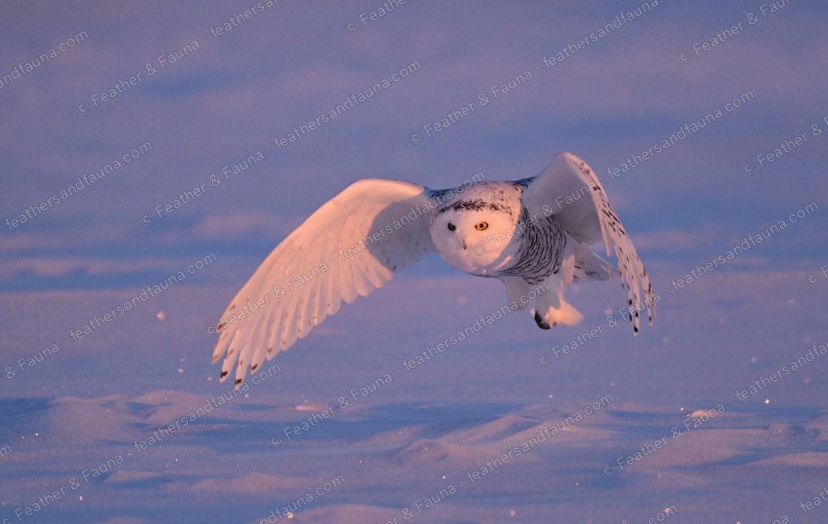Snowy Owl in flight low over snow with wings held down in pink dawn light.
