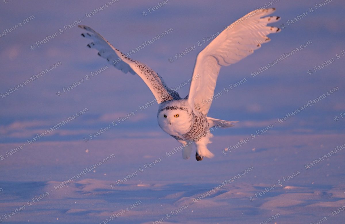 Snowy Owl banking in flight over snow, one wing raised high.