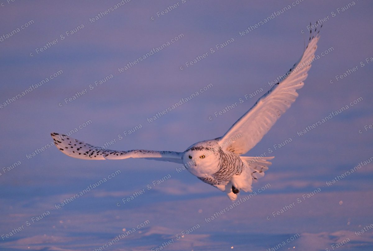 Snowy Owl gliding over snow with wings raised into a deep V.