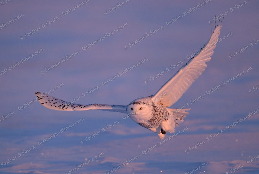 Snowy Owl gliding over snow with wings raised into a deep V.