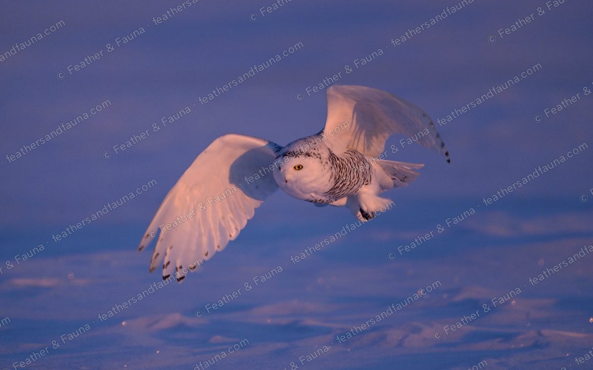 Snowy Owl flying head-on over blue-shadowed snow at dawn, wings fully spread.
