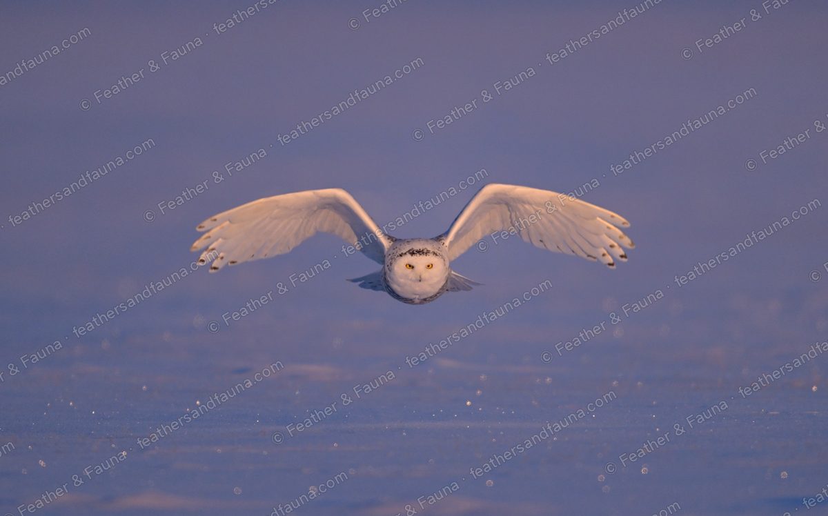 Snowy Owl flying head-on low over blue snow at dawn, wings spread.