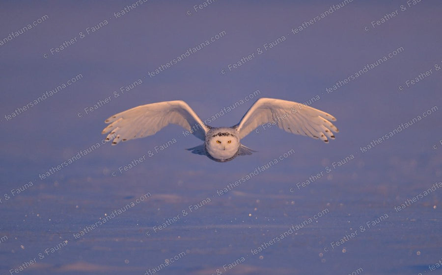 Snowy Owl flying head-on low over blue snow at dawn, wings spread.