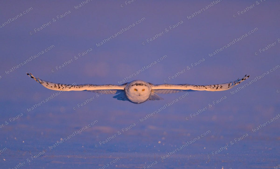 Snowy Owl flying head-on with wings fully outstretched over snow at dawn.