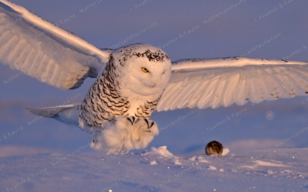 Snowy Owl swooping onto a vole in the snow, wings raised, talons out.