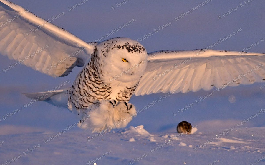 Snowy Owl swooping onto a vole in the snow, wings raised, talons out.