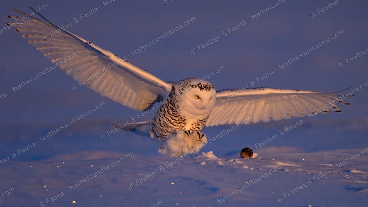 Snowy Owl striking at prey in the snow with wings spread wide.