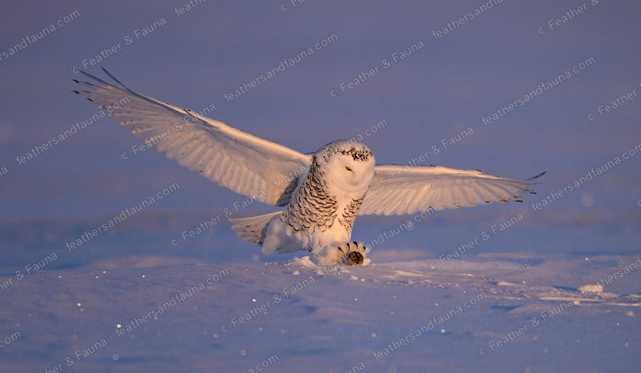Snowy Owl landing on snow over its prey with wings raised.