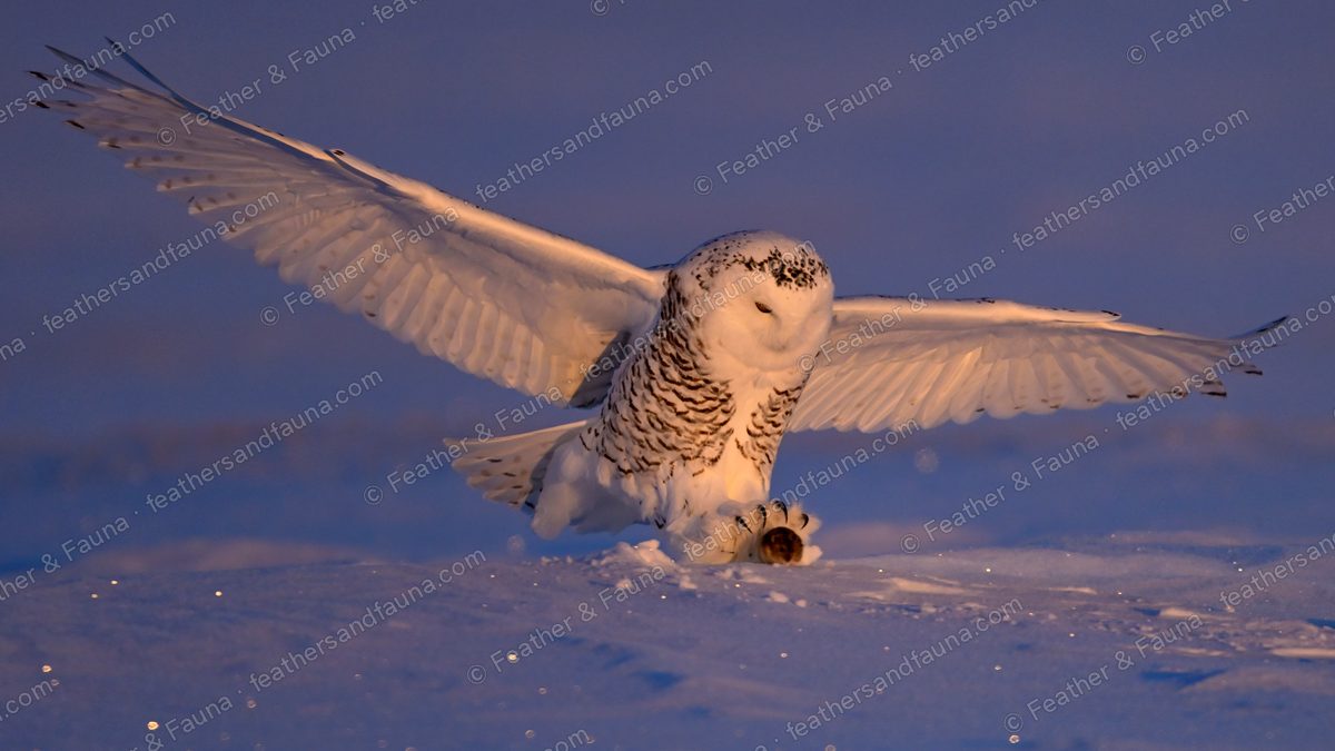 Snowy Owl pouncing on prey with wings spread wide over snow at dawn.