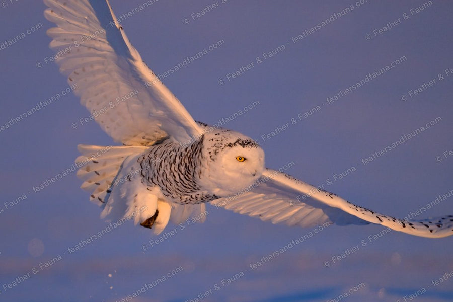 Snowy Owl banking low over snow with one wing raised, warm dawn light.