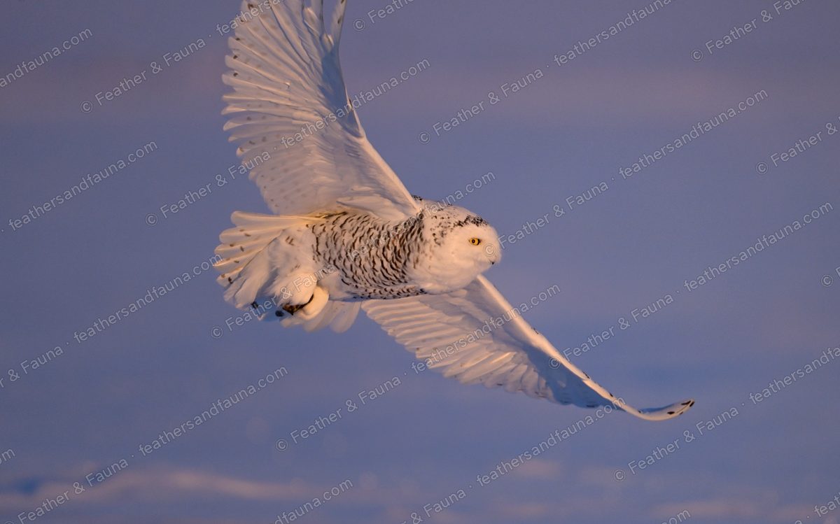 Snowy Owl flying low over snow carrying prey in its talons, wings raised.