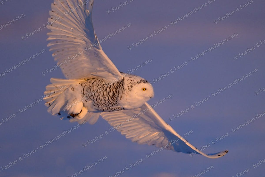 Snowy Owl banking in flight with prey in its talons over snow.