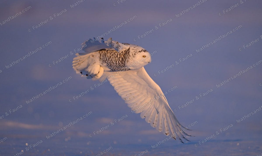 Snowy Owl turning low over snow with one wing raised, dawn light.