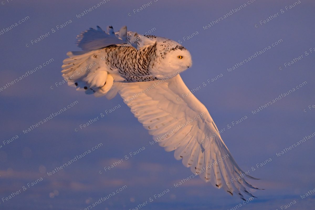 Snowy Owl banking with prey in its talons, wings spread over snow at dawn.