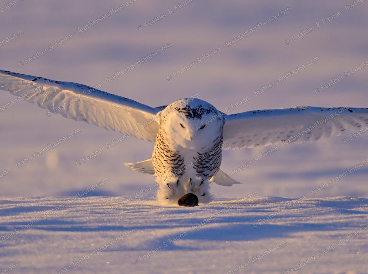 Snowy Owl pouncing head-down on prey in the snow, wings spread flat.