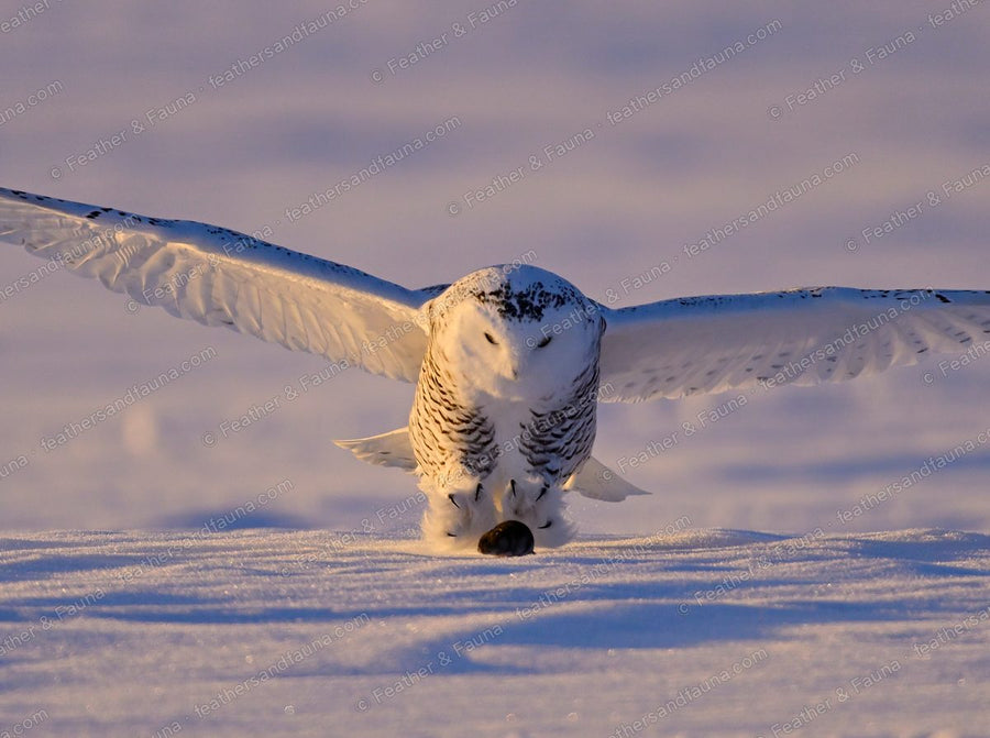 Snowy Owl pouncing head-down on prey in the snow, wings spread flat.