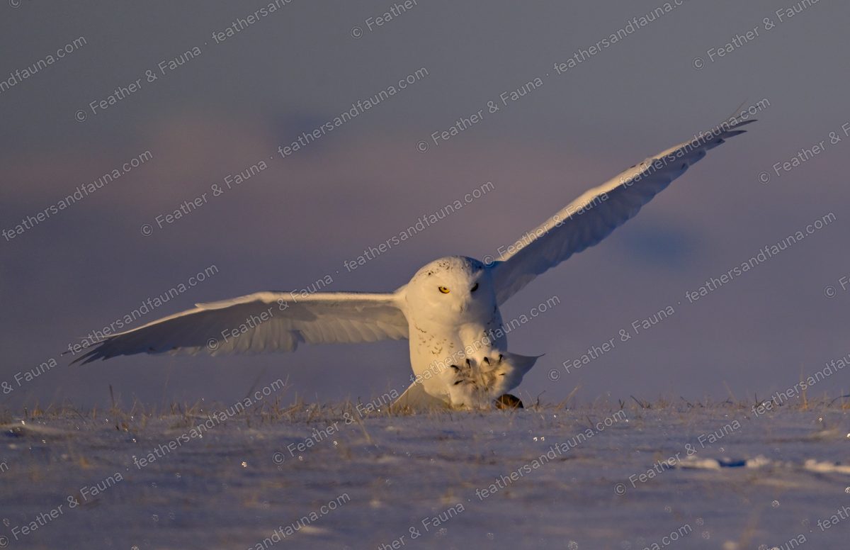 Snowy Owl landing on prey in the snow with wings spread wide.