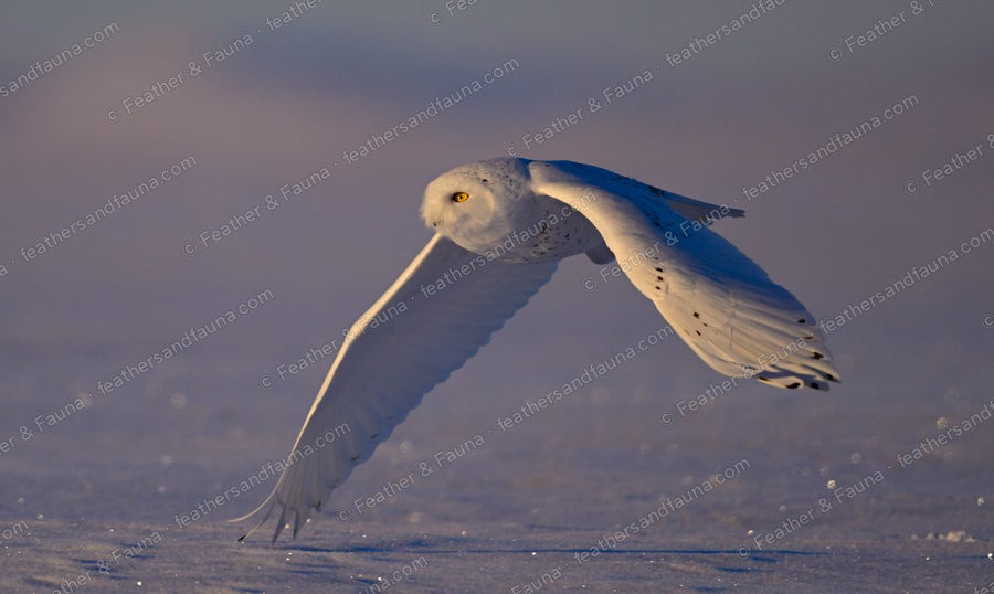 Snowy Owl in flight with a wingtip almost touching the snow at dusk.