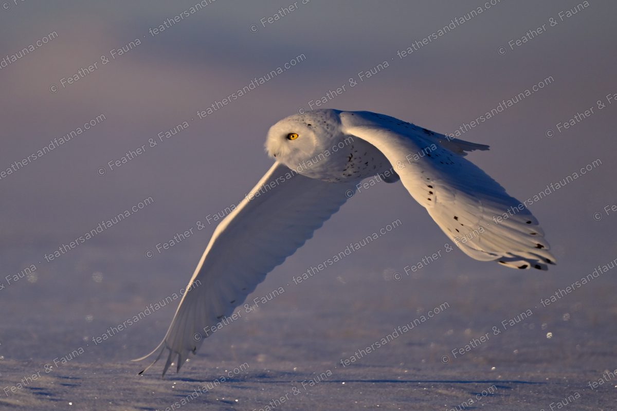 Snowy Owl gliding low over snow with one wing dropped, yellow eye visible.