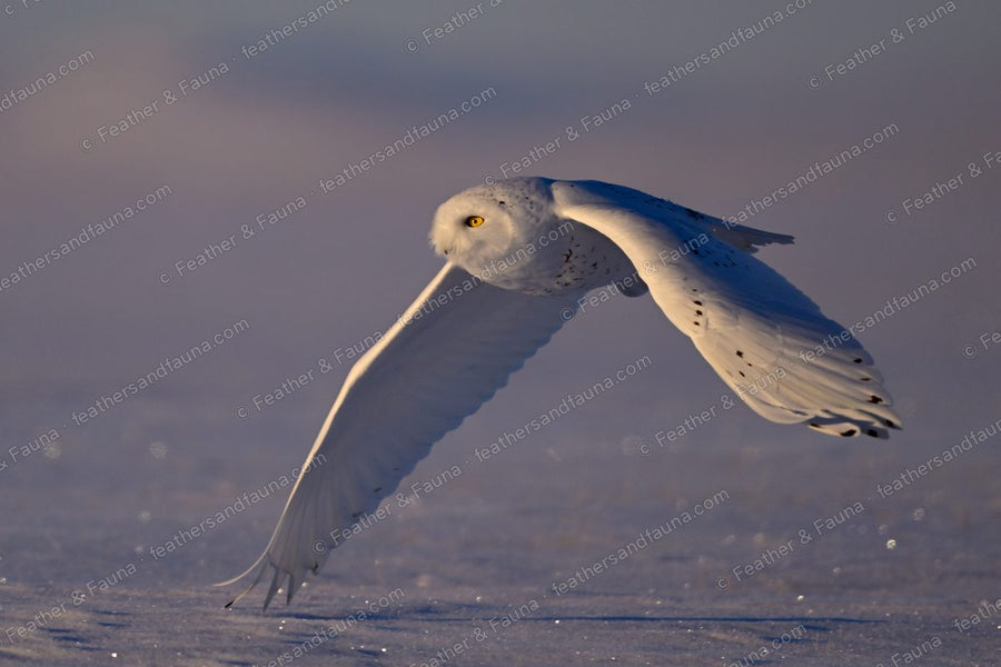 Snowy Owl gliding low over snow with one wing dropped, yellow eye visible.