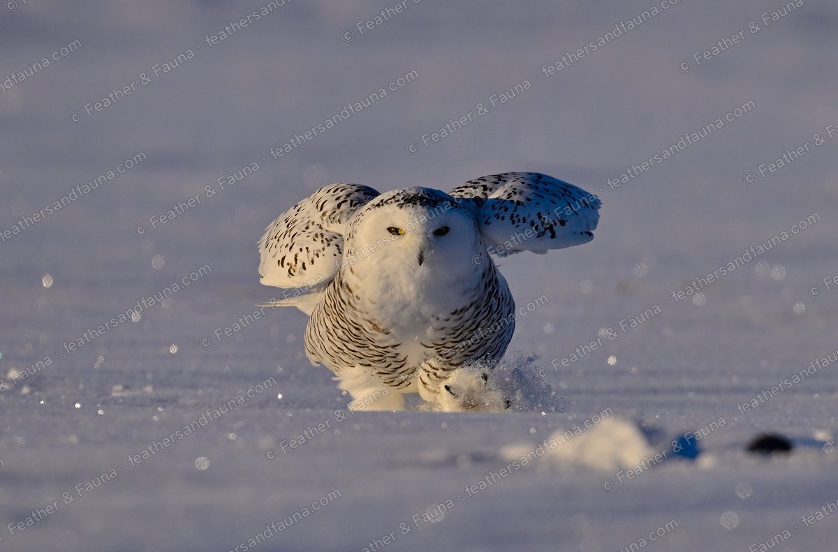 Snowy Owl landing head-on on snow with wings raised, spray flying.