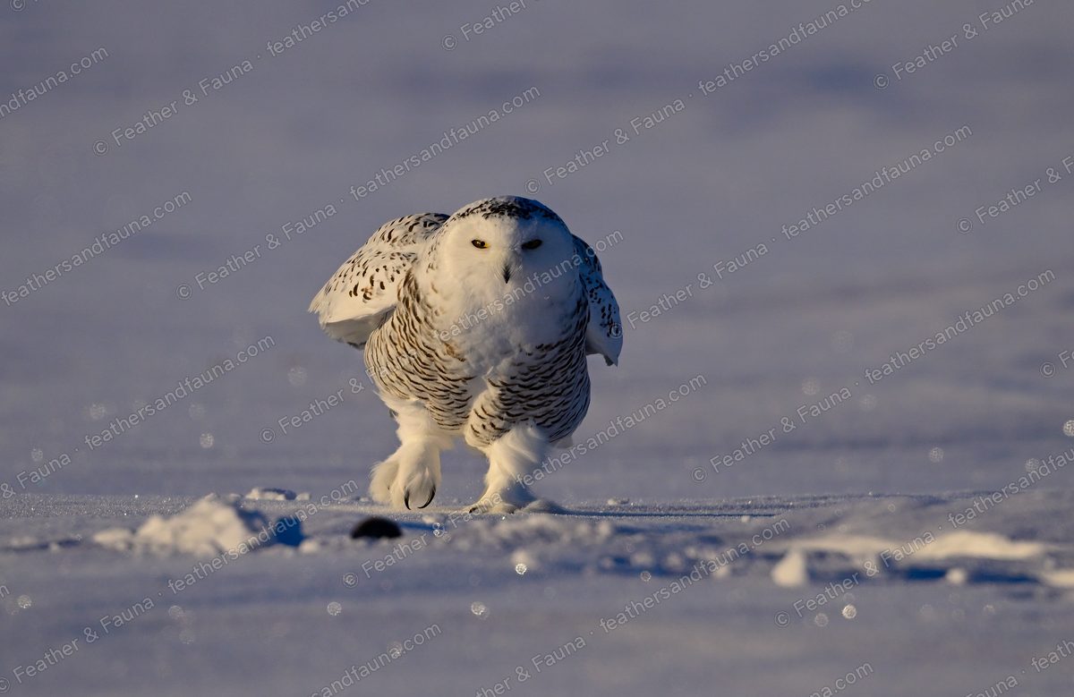 Snowy Owl walking across snow toward the camera with wings slightly open.