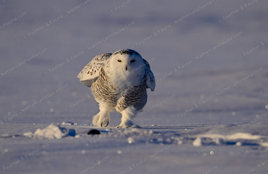 Snowy Owl walking across snow toward the camera with wings slightly open.