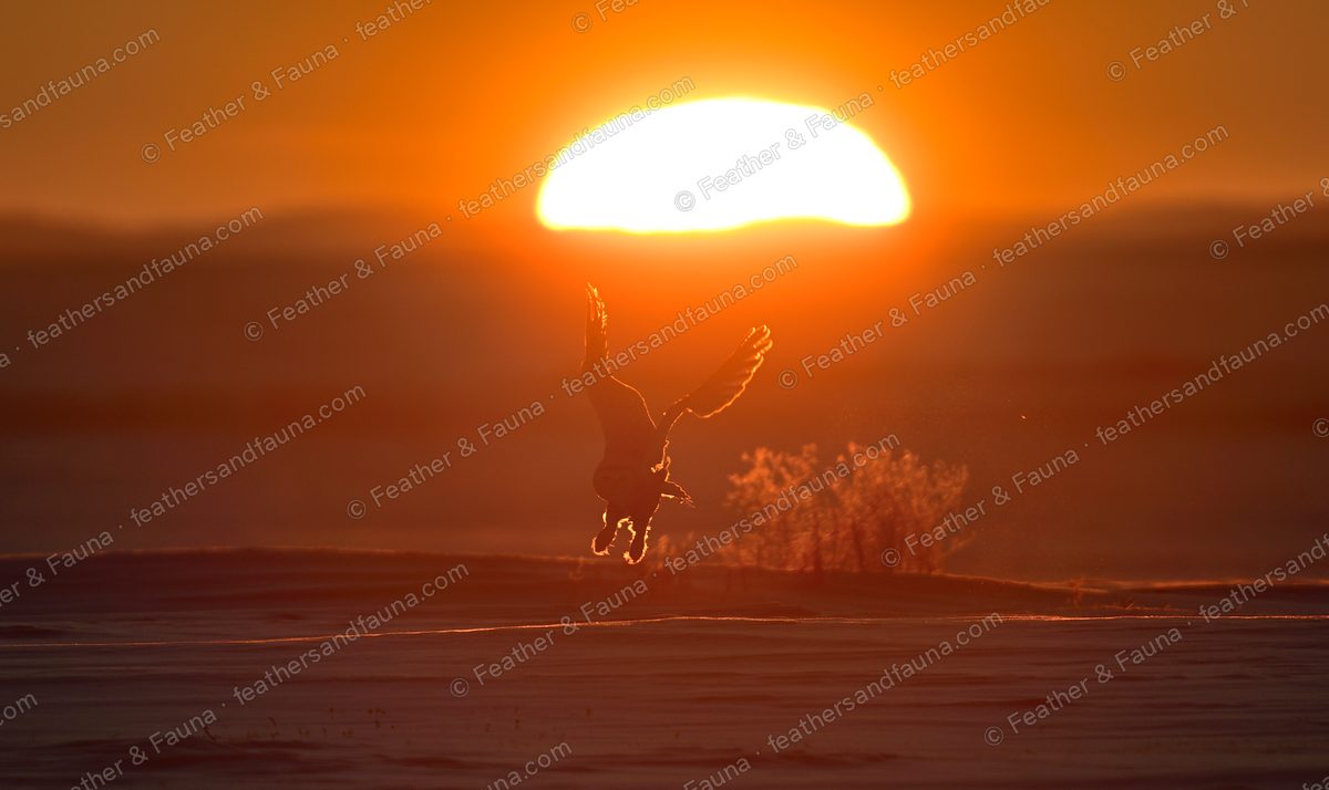 Silhouette of a Snowy Owl landing against a huge orange rising sun over snow.