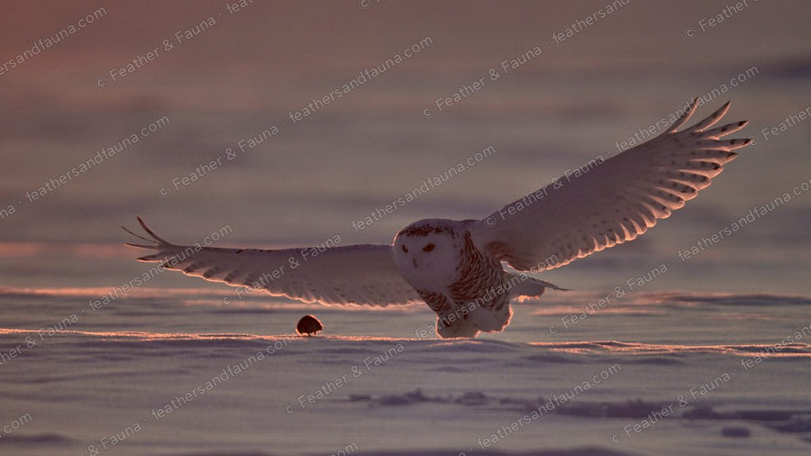 Snowy Owl flying head-on low over snow in pink dawn light, wings spread.