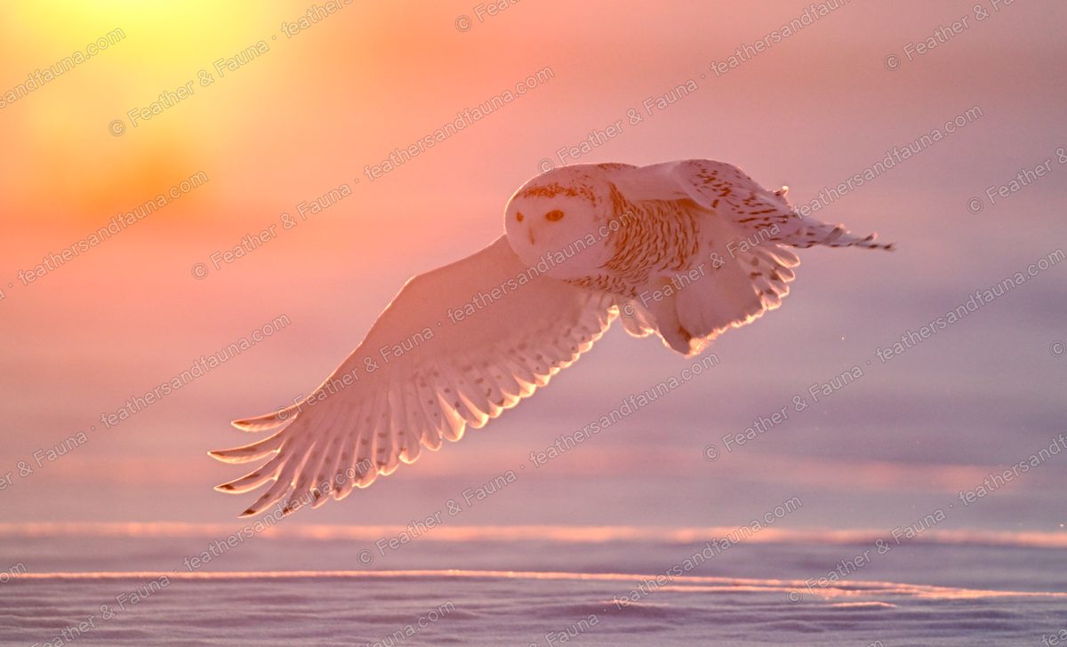 Snowy Owl in backlit flight low over snow at sunrise, wings glowing.