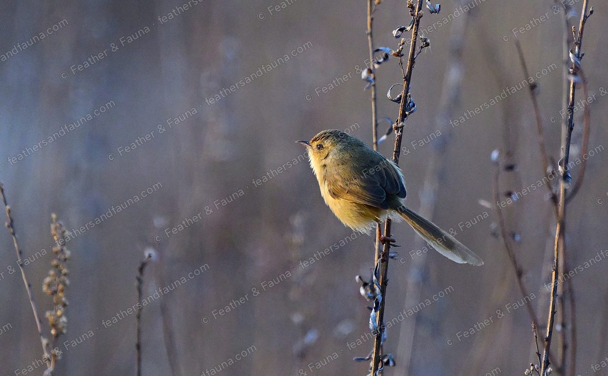 Small buff songbird with a long tail on a dead stem in golden dawn light.