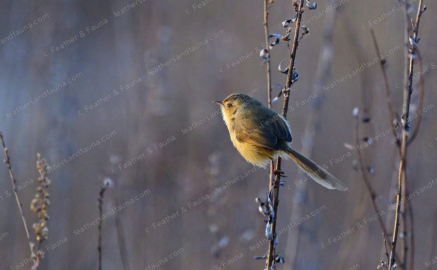 Small buff songbird with a long tail on a dead stem in golden dawn light.
