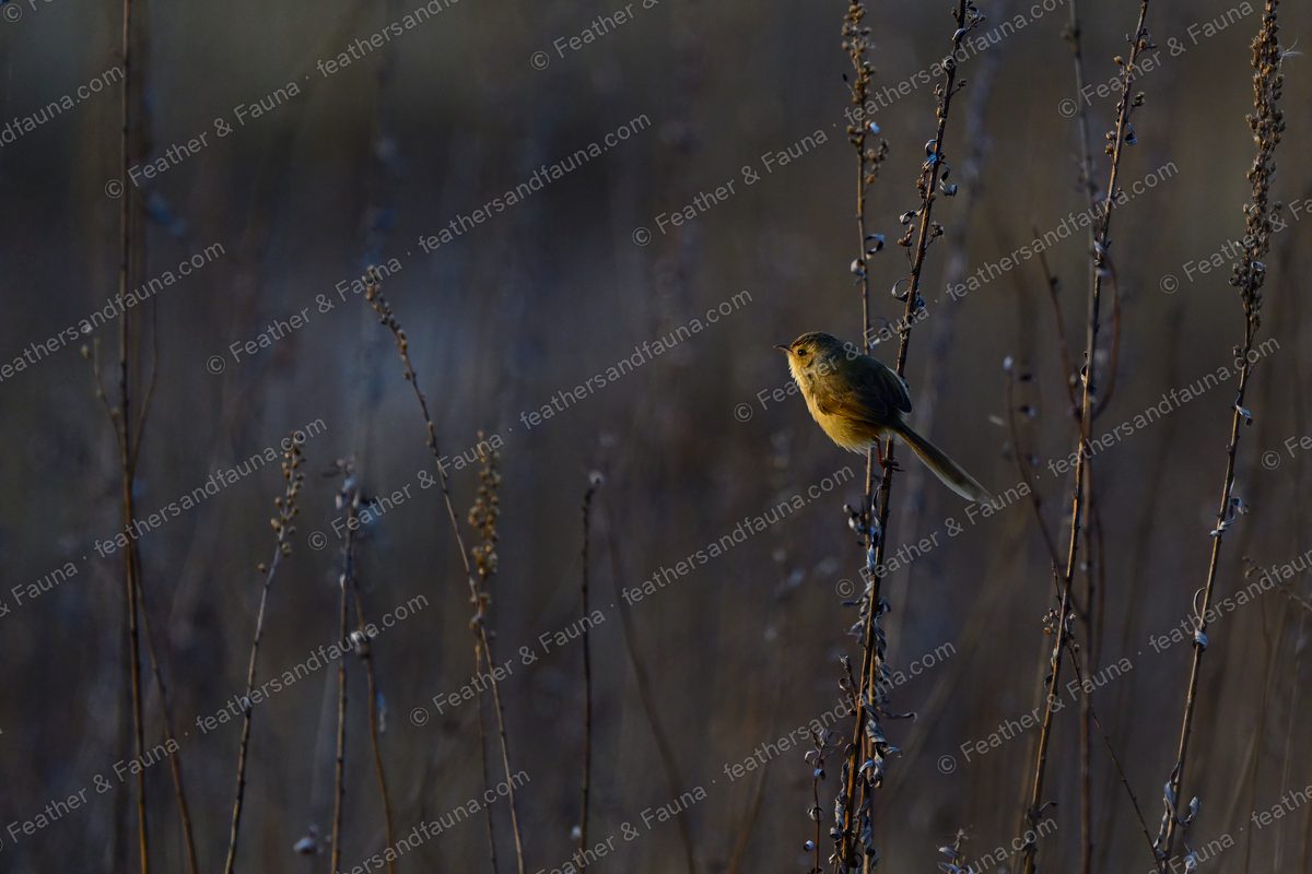Small long-tailed songbird among dry winter forbs, backlit at sunrise.